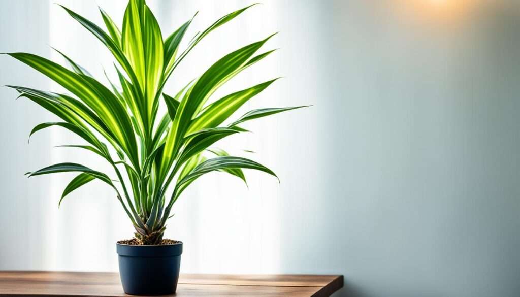 Dracaena marginata Pflege